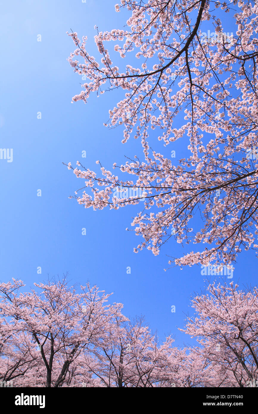 Cherry blossoms and blue sky Stock Photo - Alamy