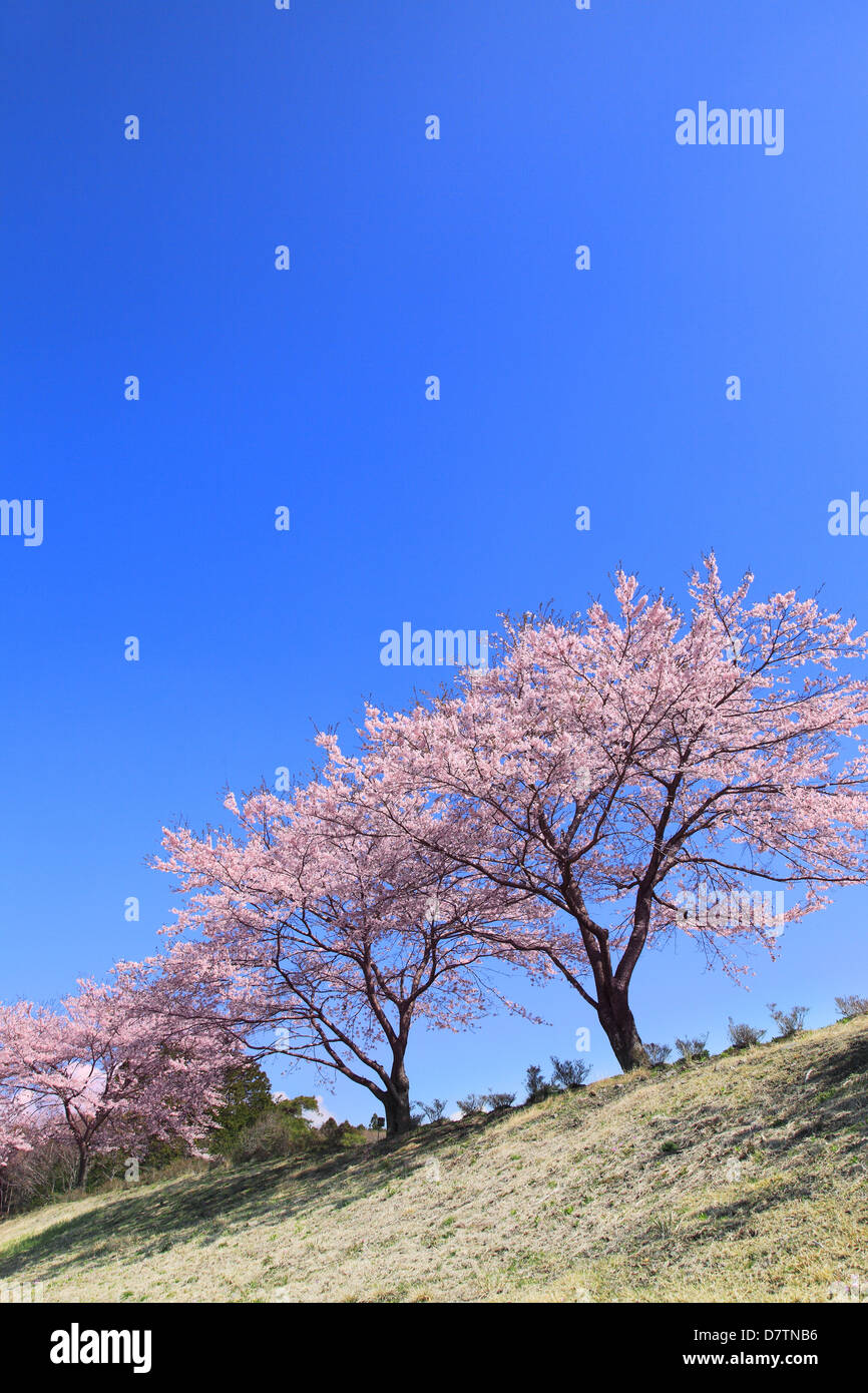 Blue sky and cherry trees in full bloom Stock Photo - Alamy