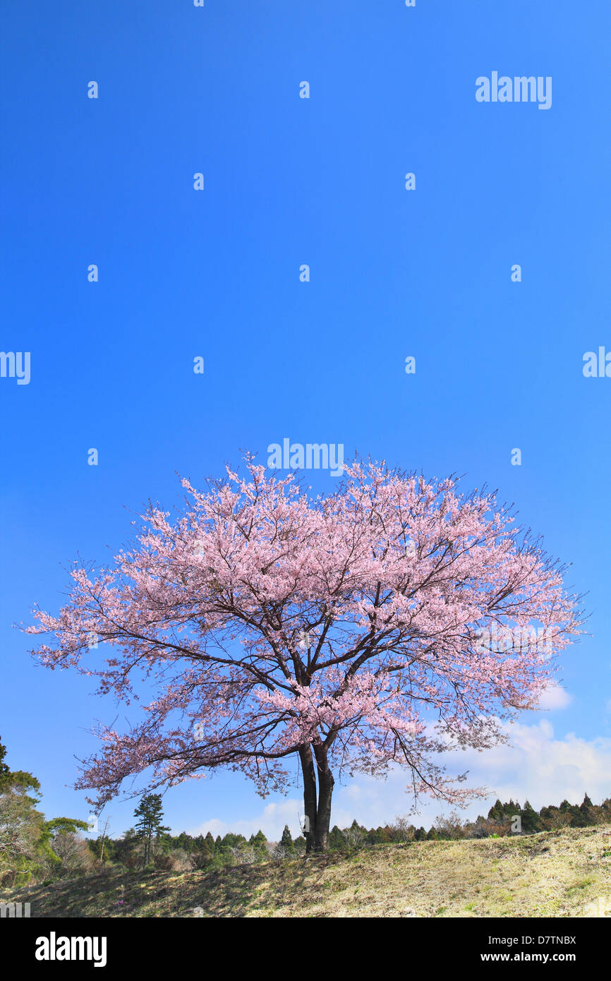 Blue sky and cherry tree in full bloom Stock Photo - Alamy