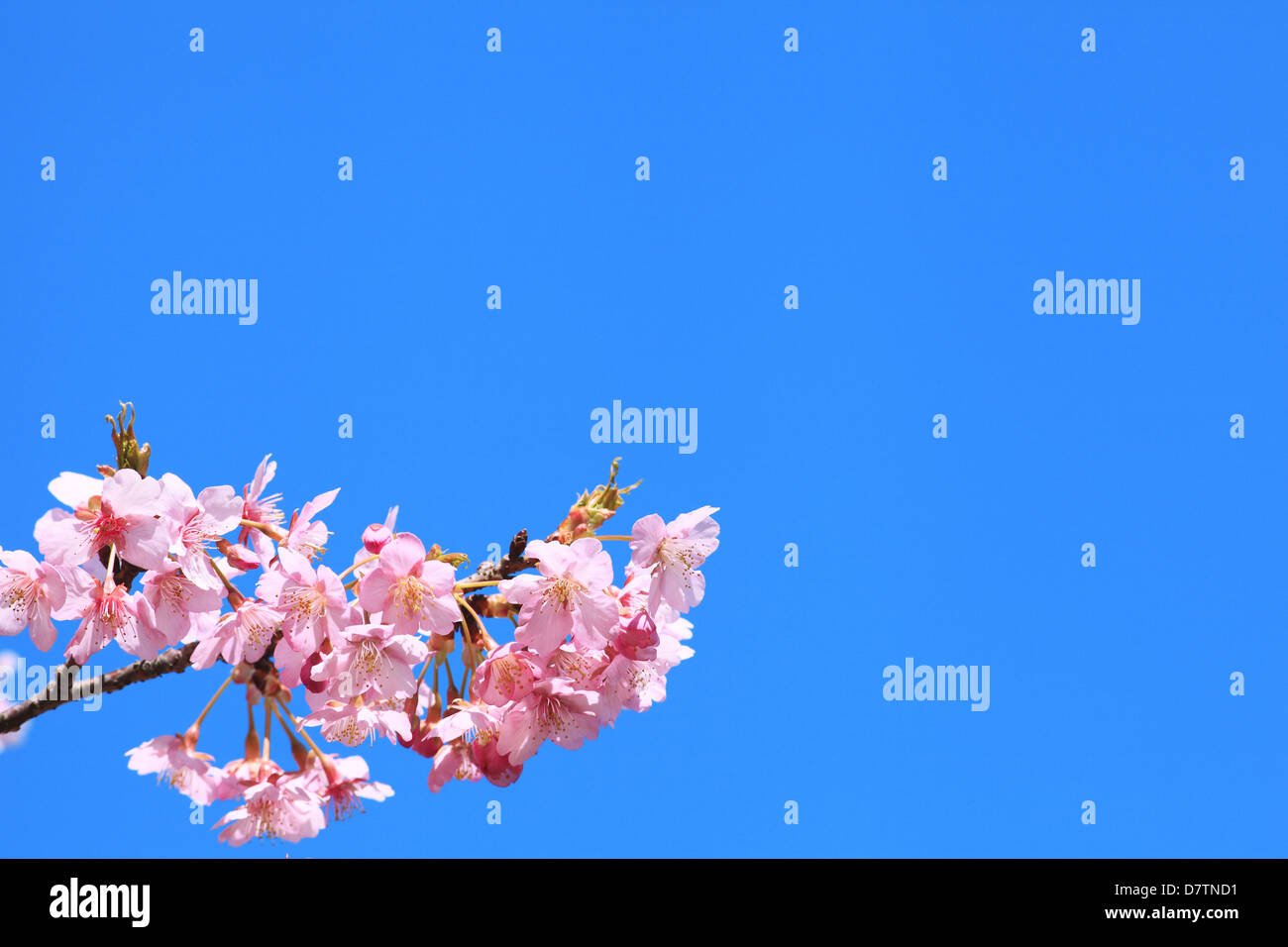 Cherry blossoms and blue sky Stock Photo - Alamy