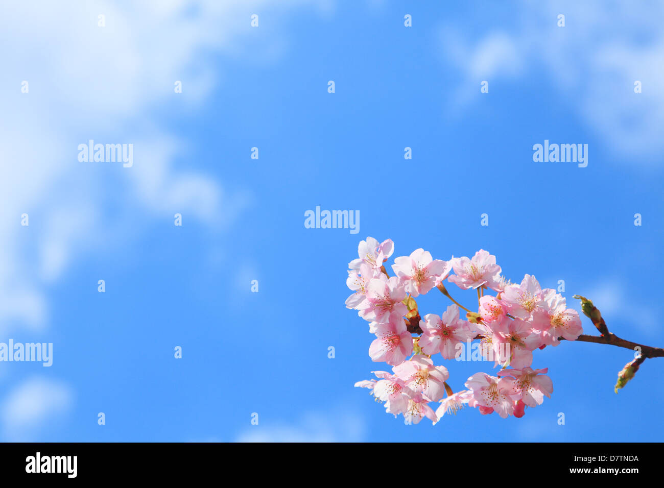 Cherry blossoms and blue sky Stock Photo - Alamy