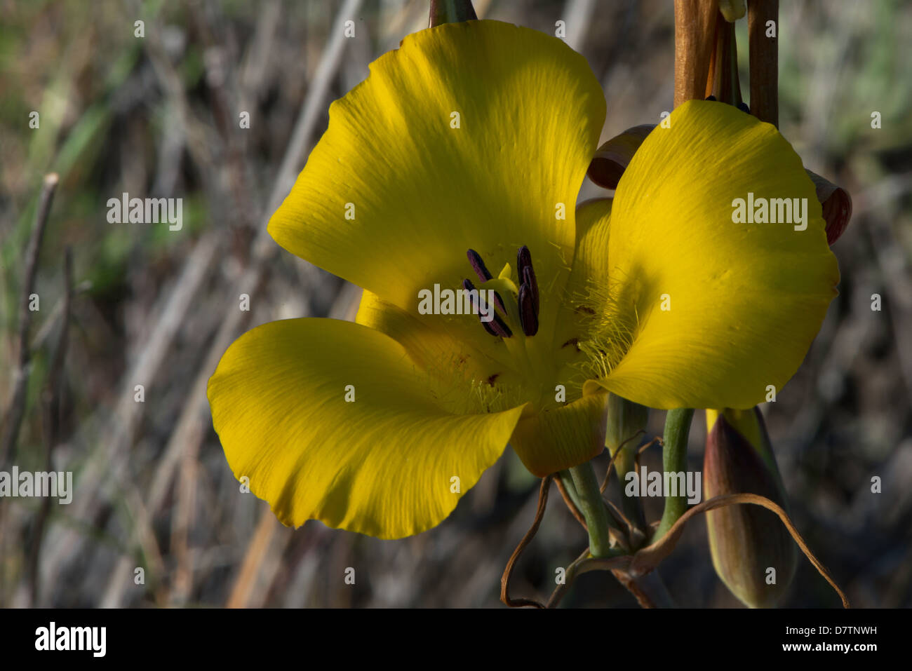 Mariposa lily in golden light Stock Photo