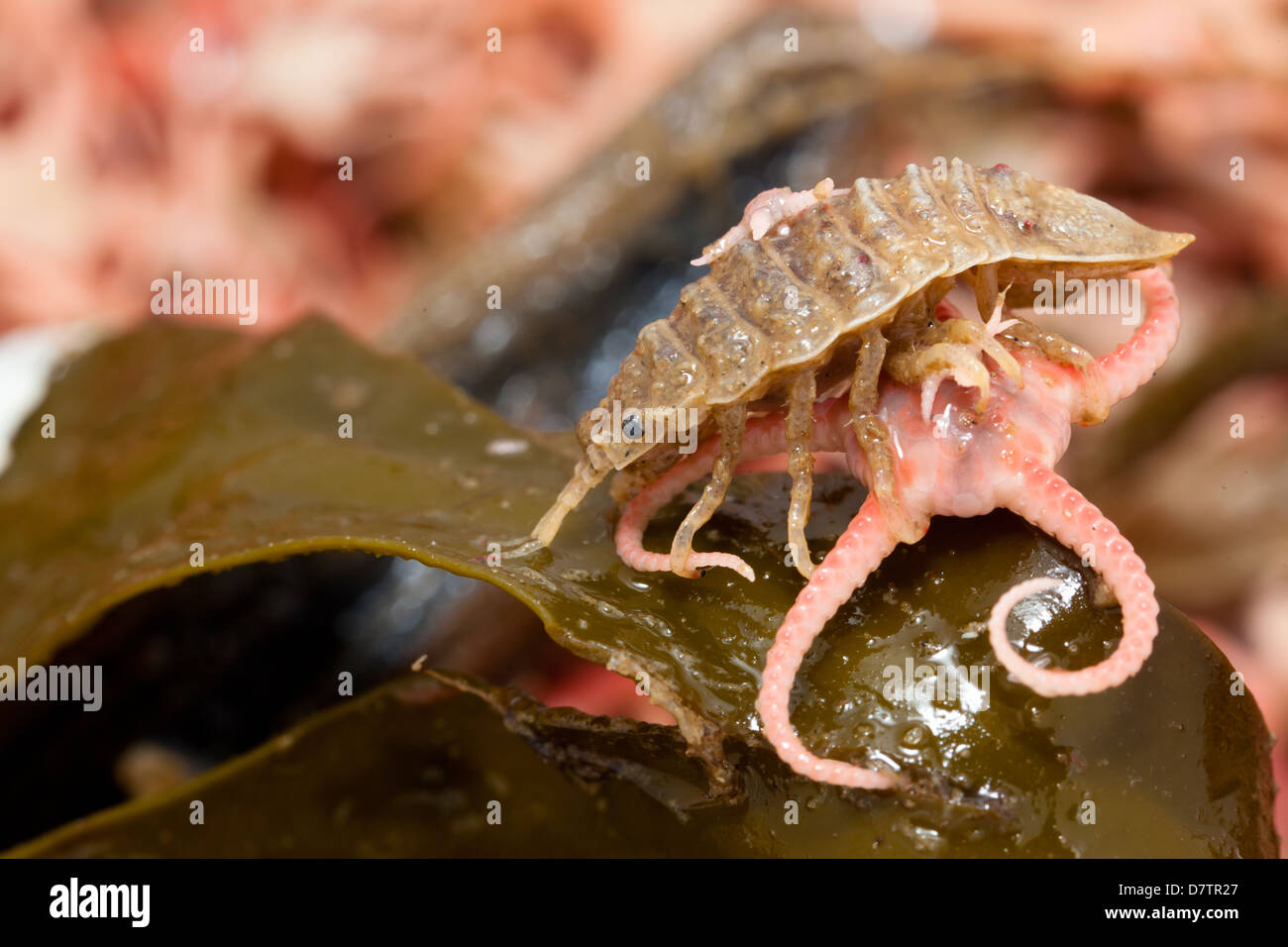 Nodulosa hi-res stock photography and images - Alamy