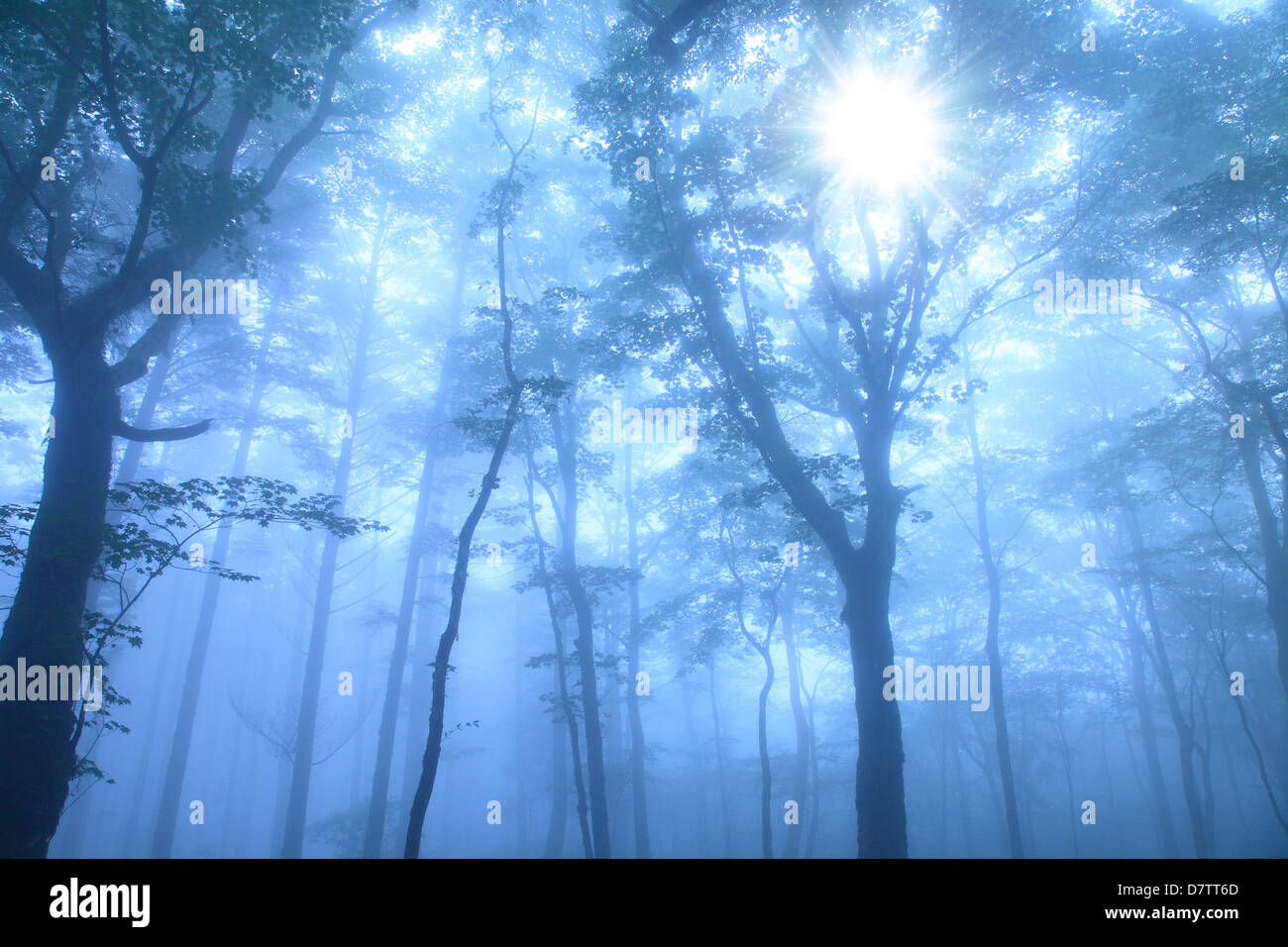 Forest wrapped in morning fog Stock Photo - Alamy