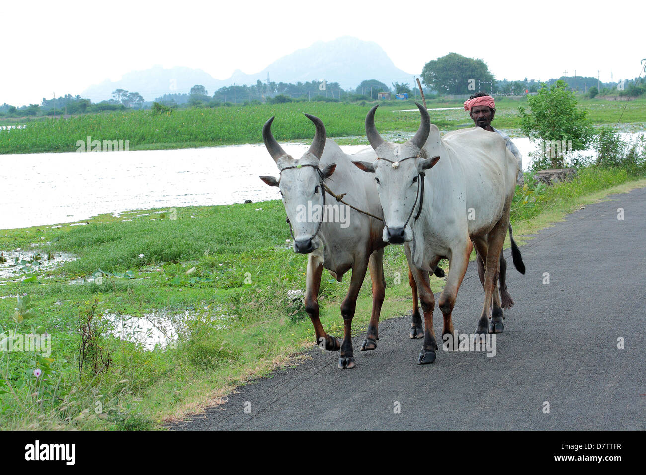 farmer with oxen Stock Photo Alamy