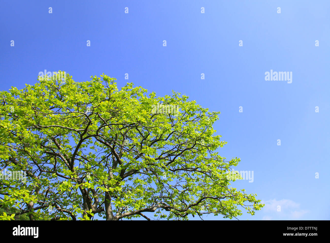 Green leaves and blue sky Stock Photo - Alamy