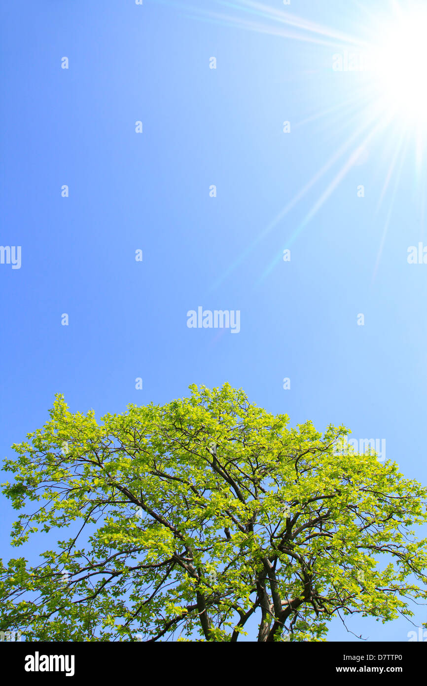 Green leaves and blue sky Stock Photo - Alamy
