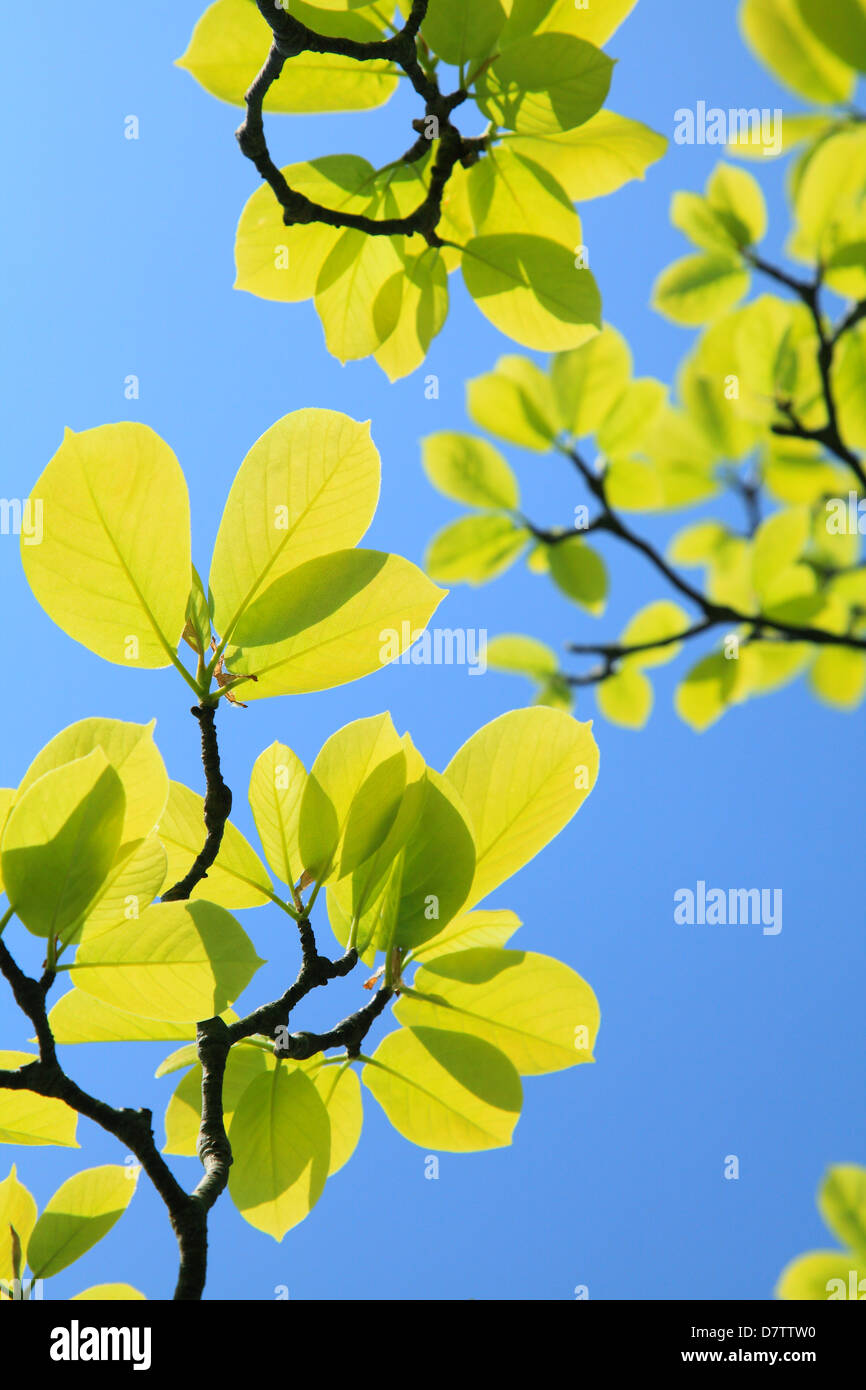 Green leaves and blue sky Stock Photo - Alamy