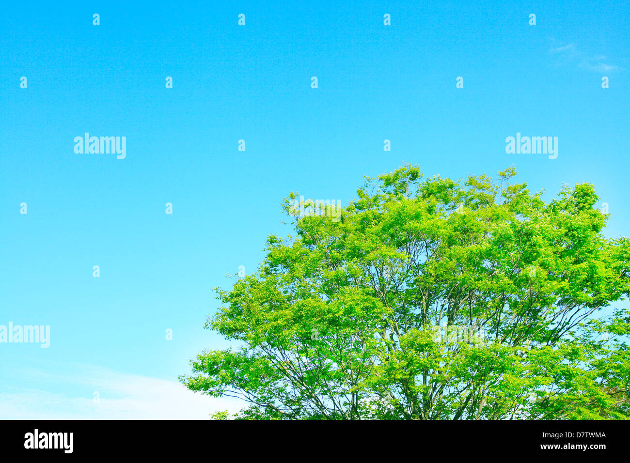 Green leaves and blue sky Stock Photo - Alamy