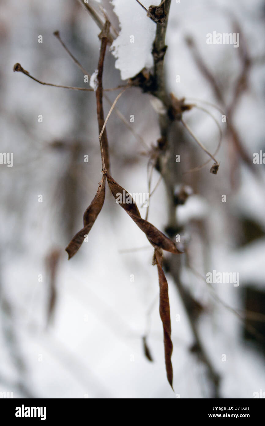 Dry brown leaves on a tree branch in snow close-up photo Stock Photo ...