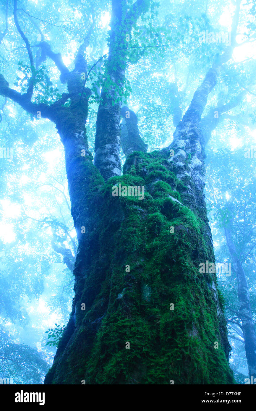 Large maple tree hi-res stock photography and images - Alamy