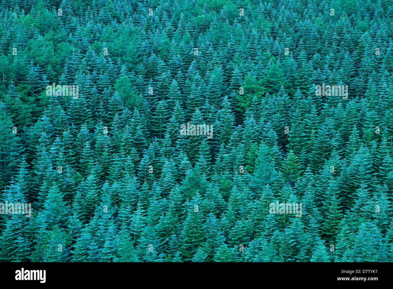 Conifer forest hi-res stock photography and images - Alamy