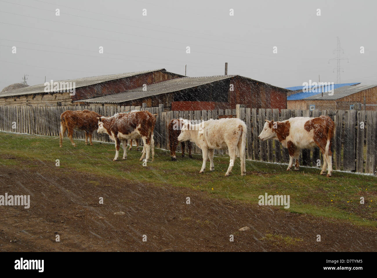 Five cows walk along a fence. Late snowfall in the spring over a remote village in the Altai mountains. Russia Stock Photo