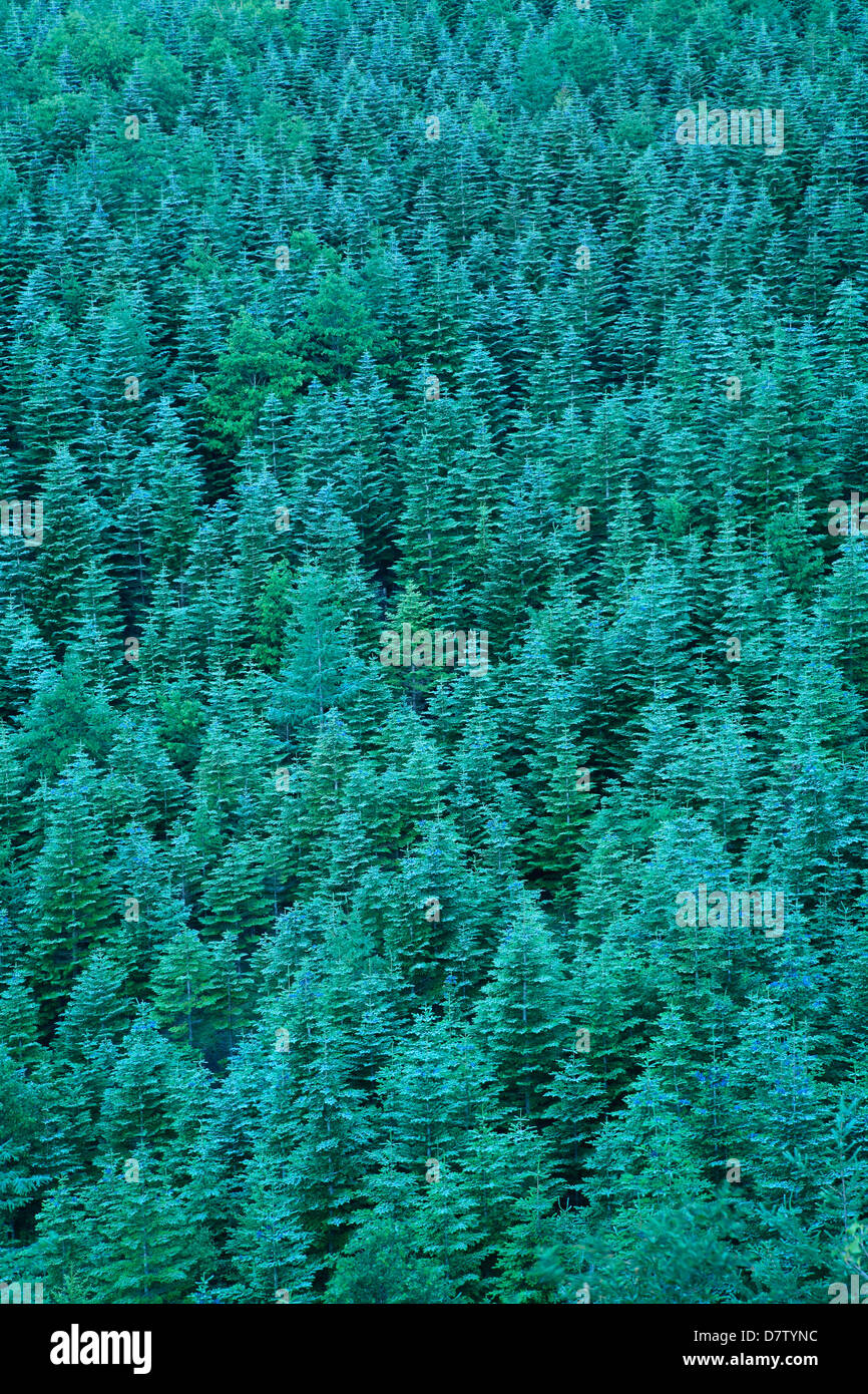 Conifer forest with hi-res stock photography and images - Alamy