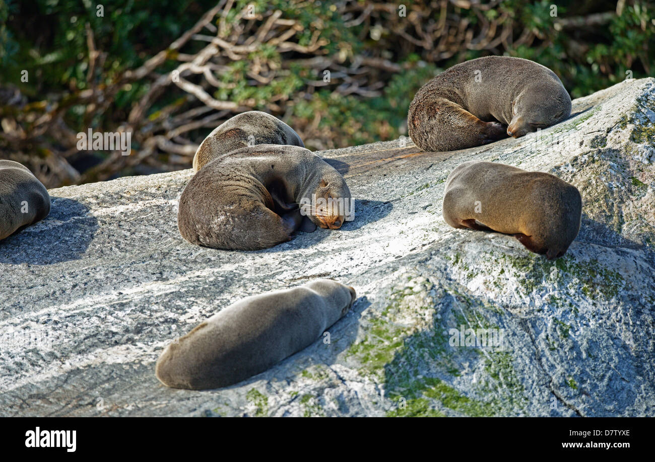 Fur seals, Milford Sound, Fiordland National Park, UNESCO World Heritage Site, Southland, South Island, New Zealand Stock Photo