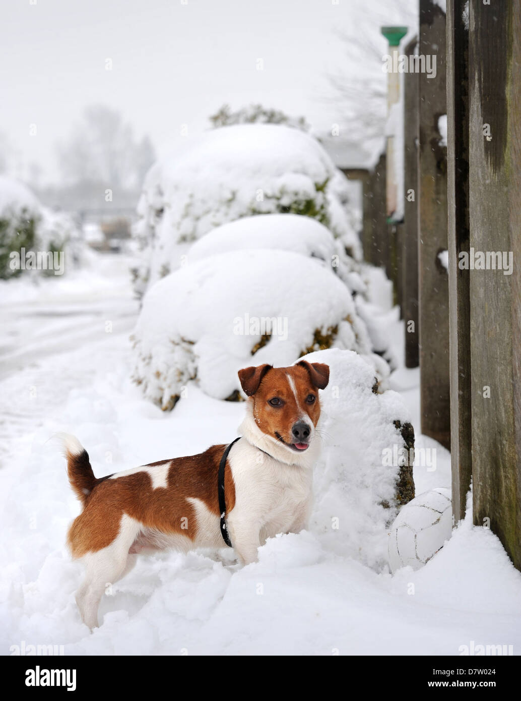 Snow creek jack russell terriers 2025