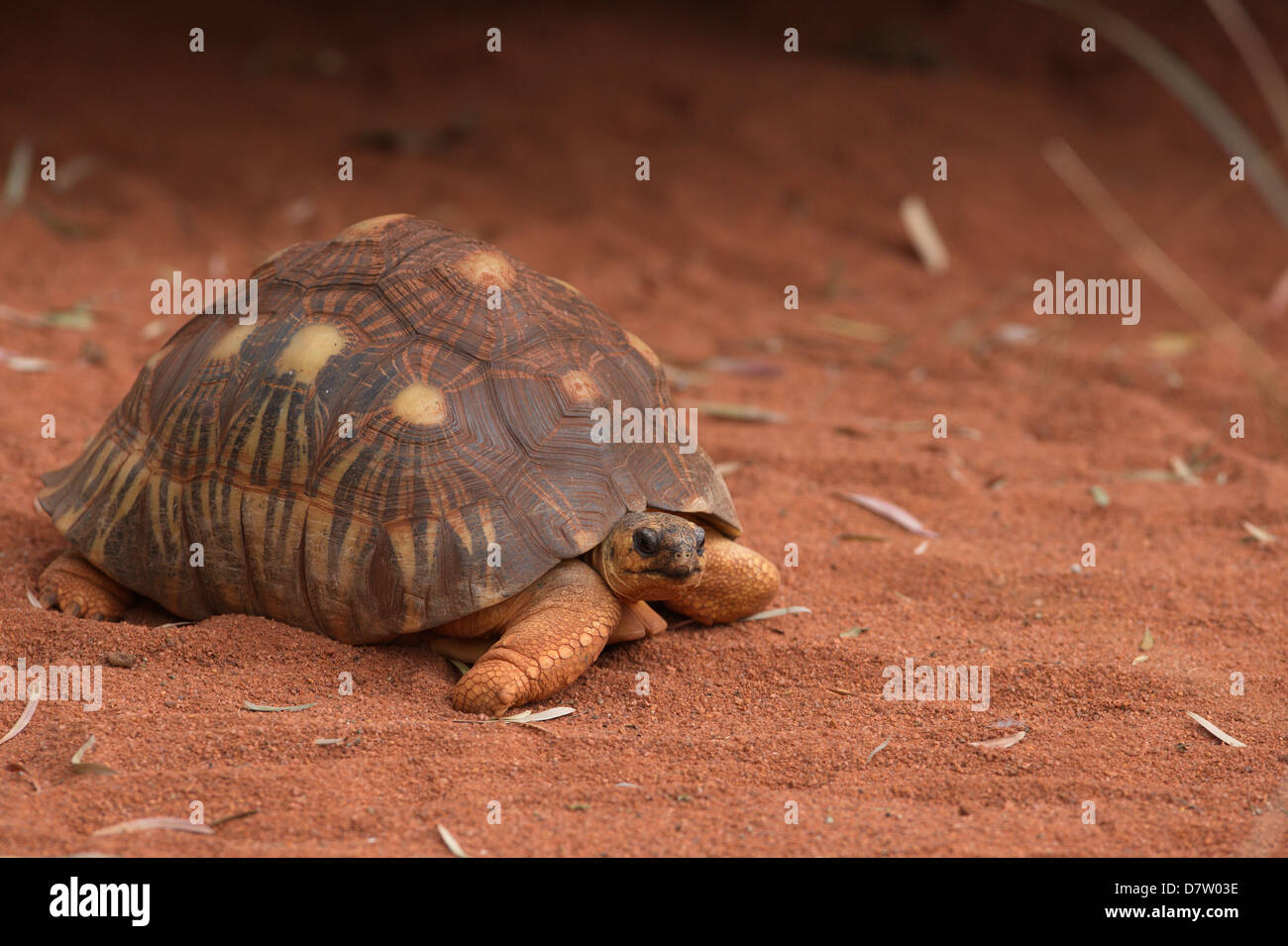 A roaming Indian Starred Tortoise. Stock Photo
