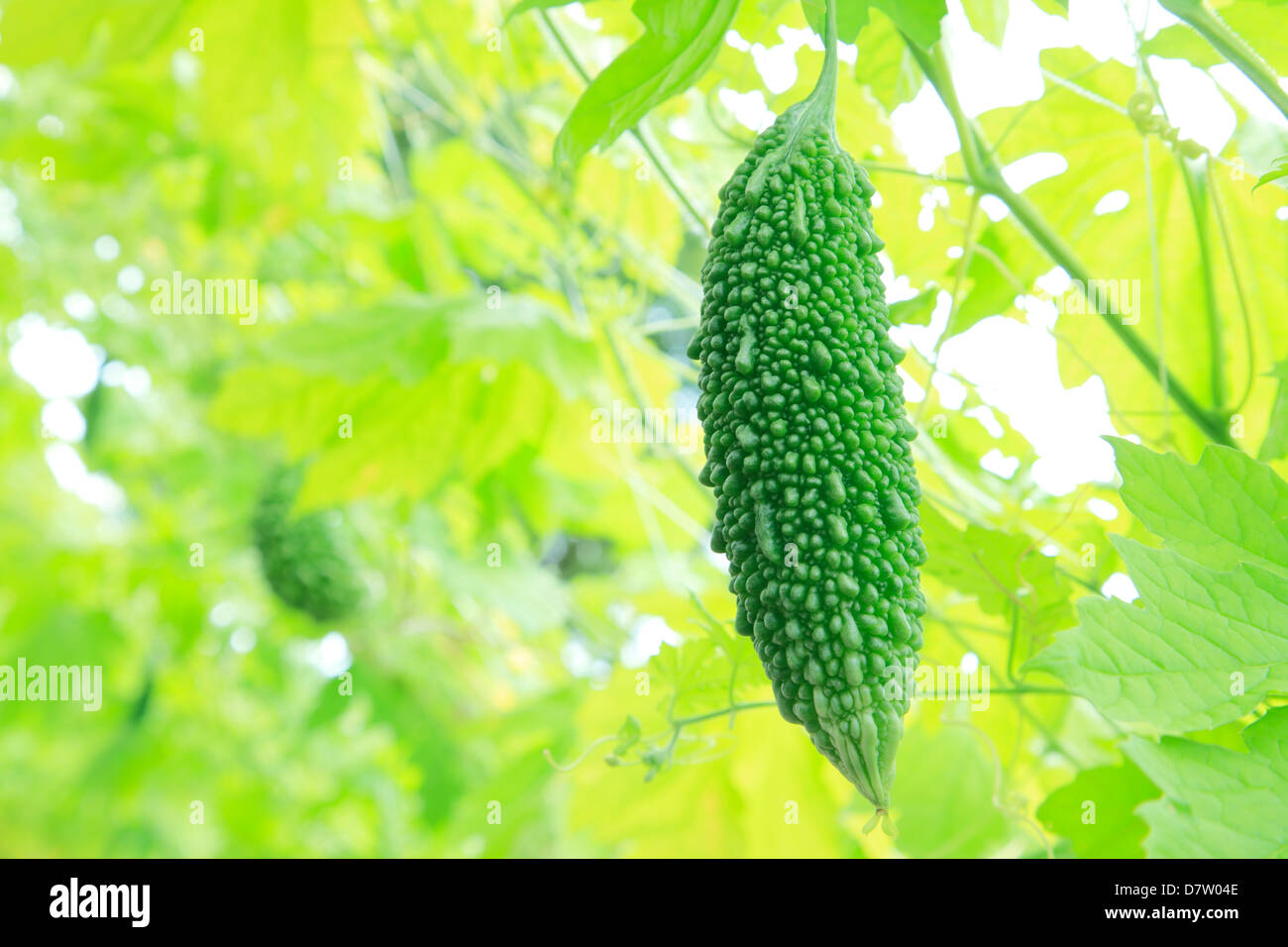 Bitter gourd Stock Photo Alamy