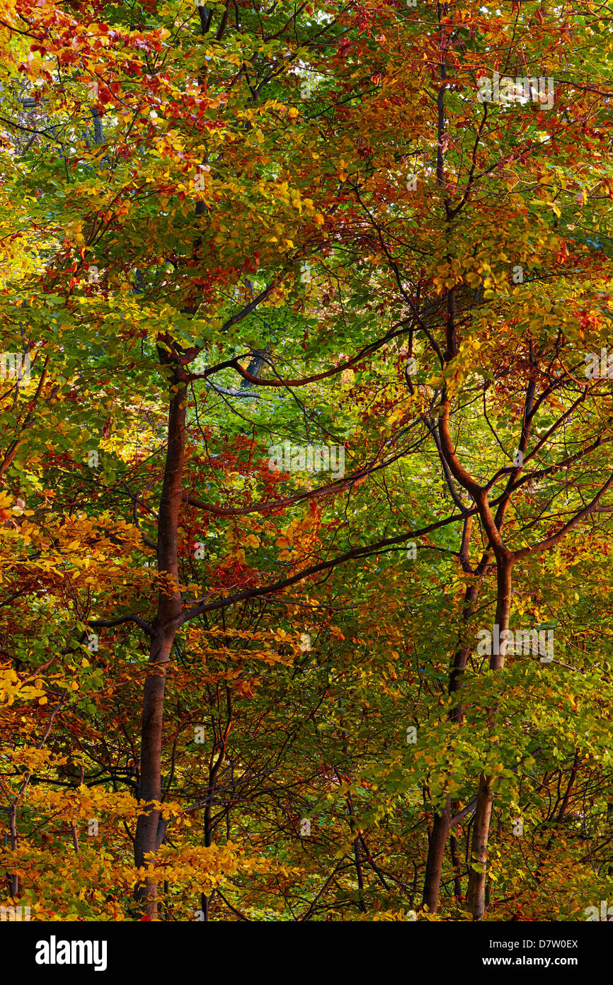 Fall colours in beech forest Stock Photo