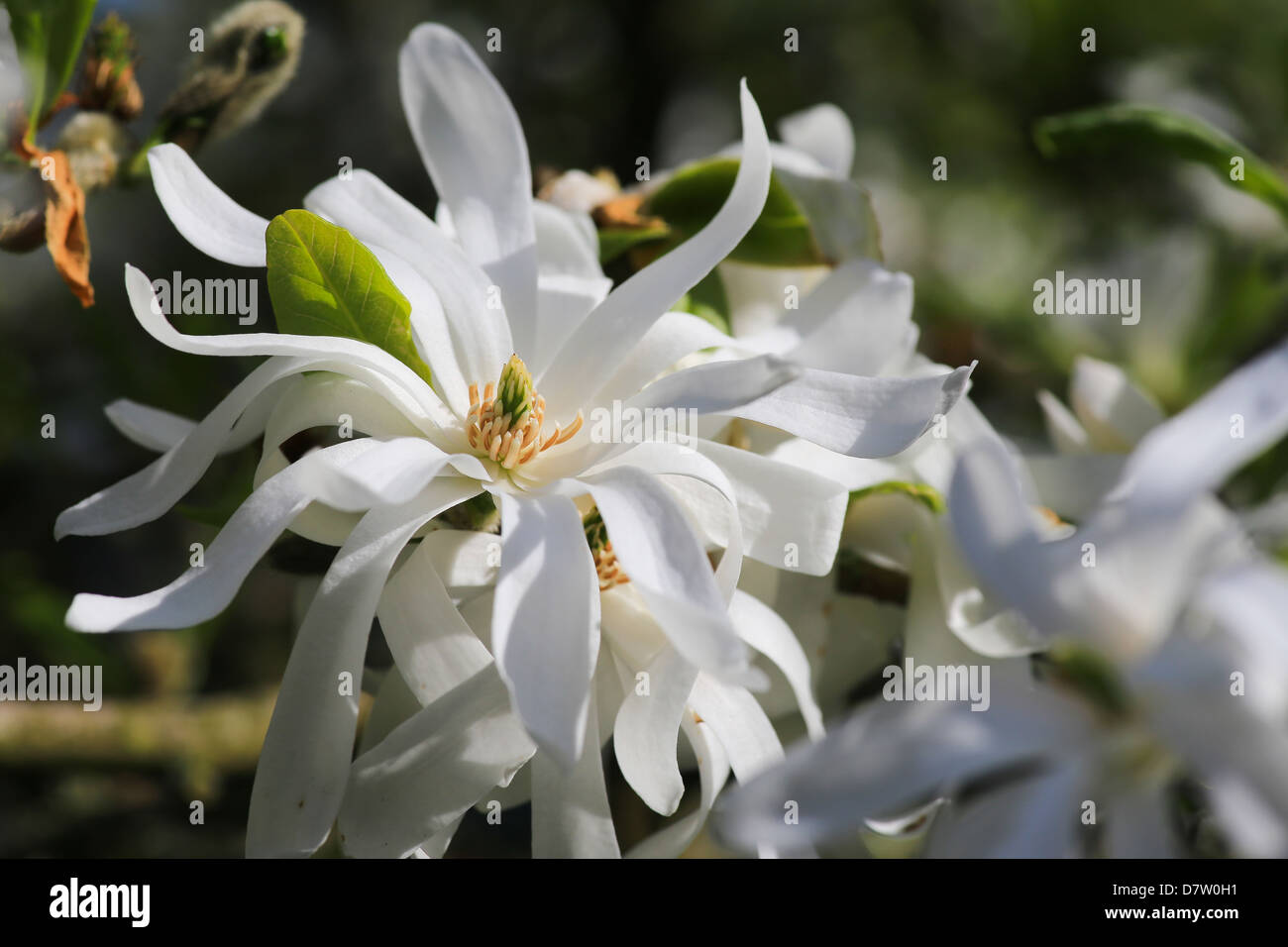 Magnolia stellata - Royal Star Stock Photo
