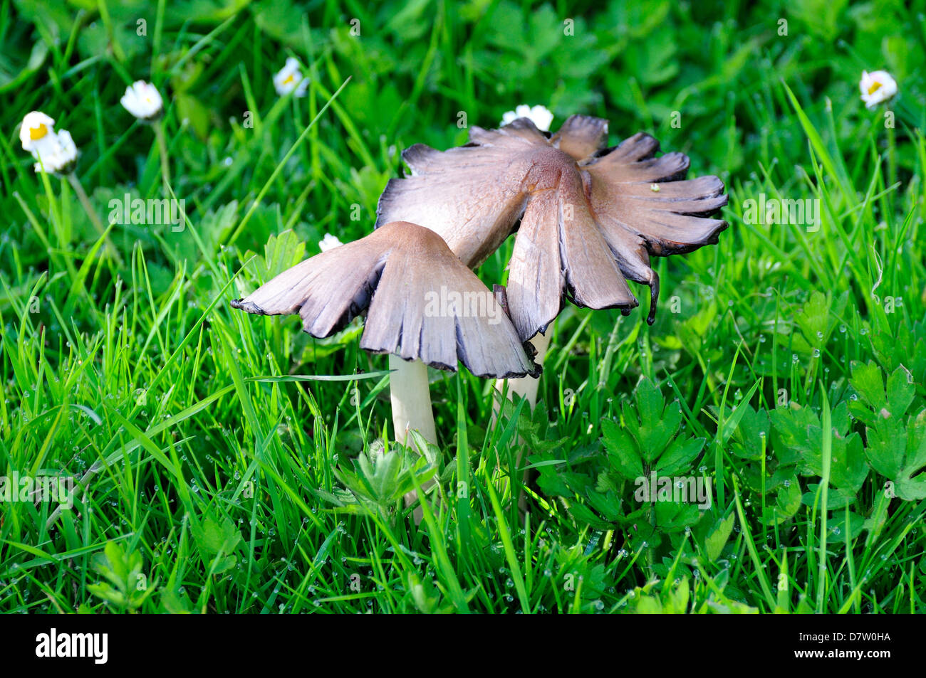 Common Inkcap Mushroom (Coprinus atramentarius) on garden lawn. Kent, England. May 12 2013. Stock Photo