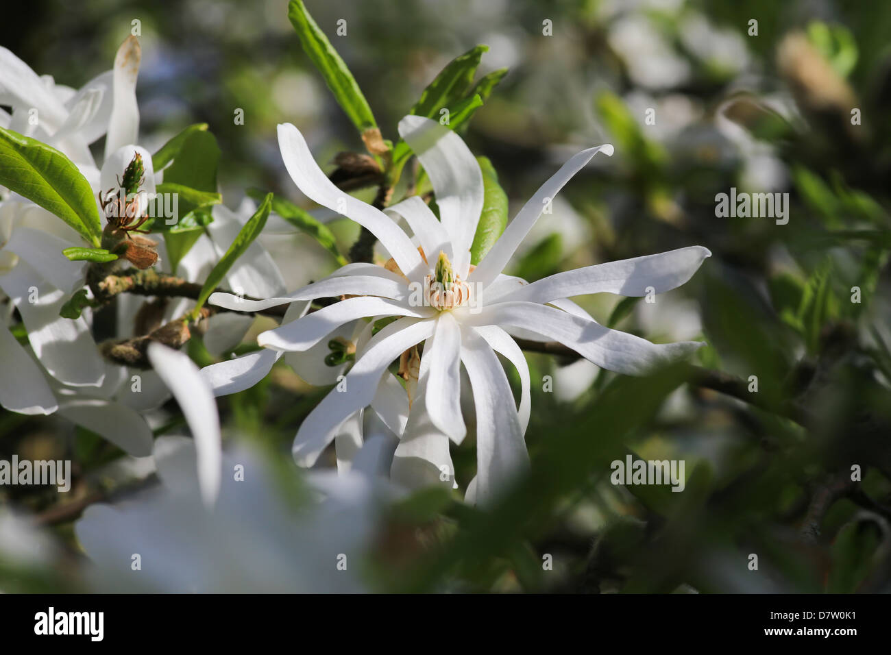 Magnolia Royal Star with snowy-white double-flowers Stock Photo