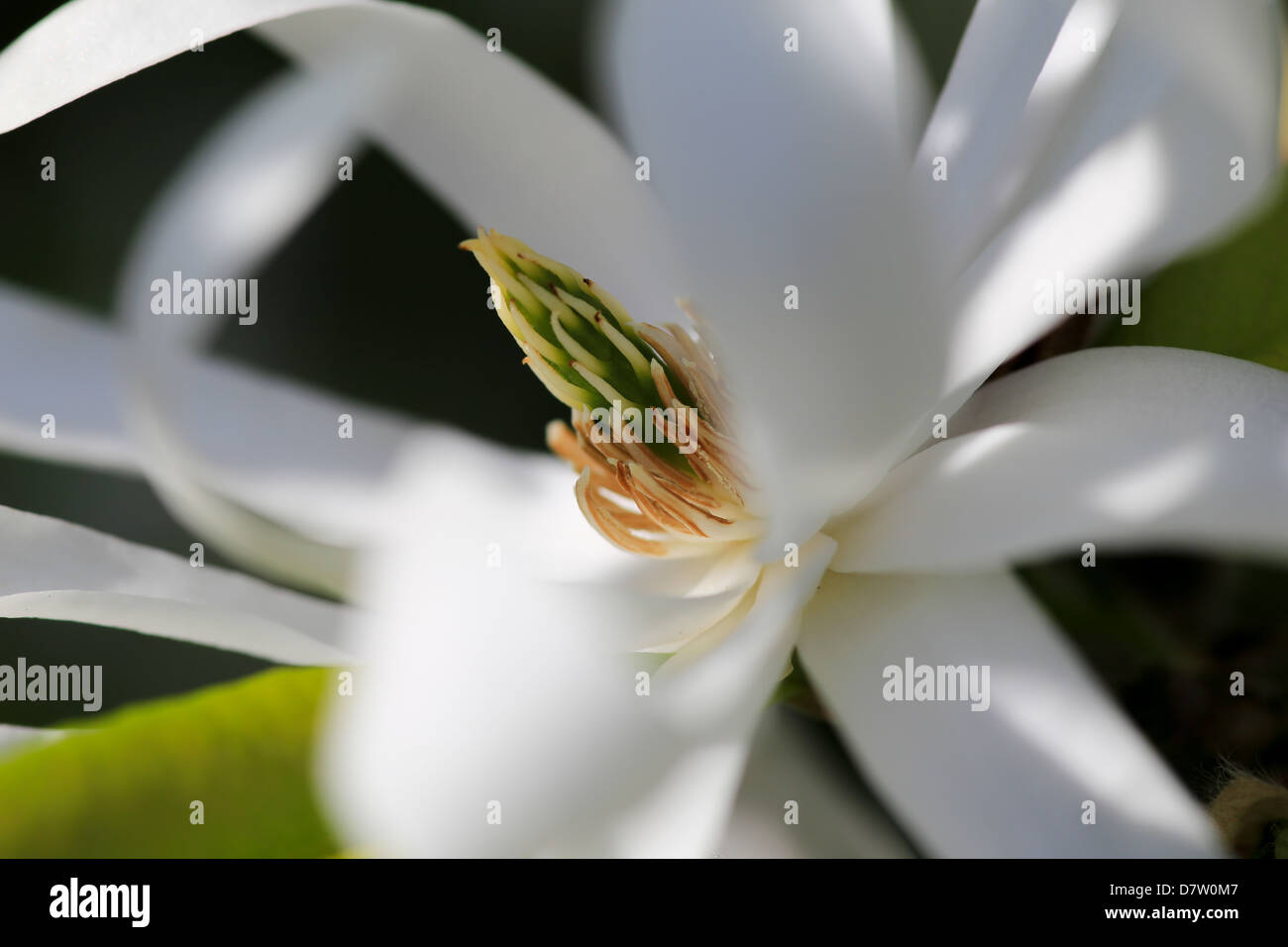 Royal Star Magnolia flower close-up photo, May 2013 Stock Photo