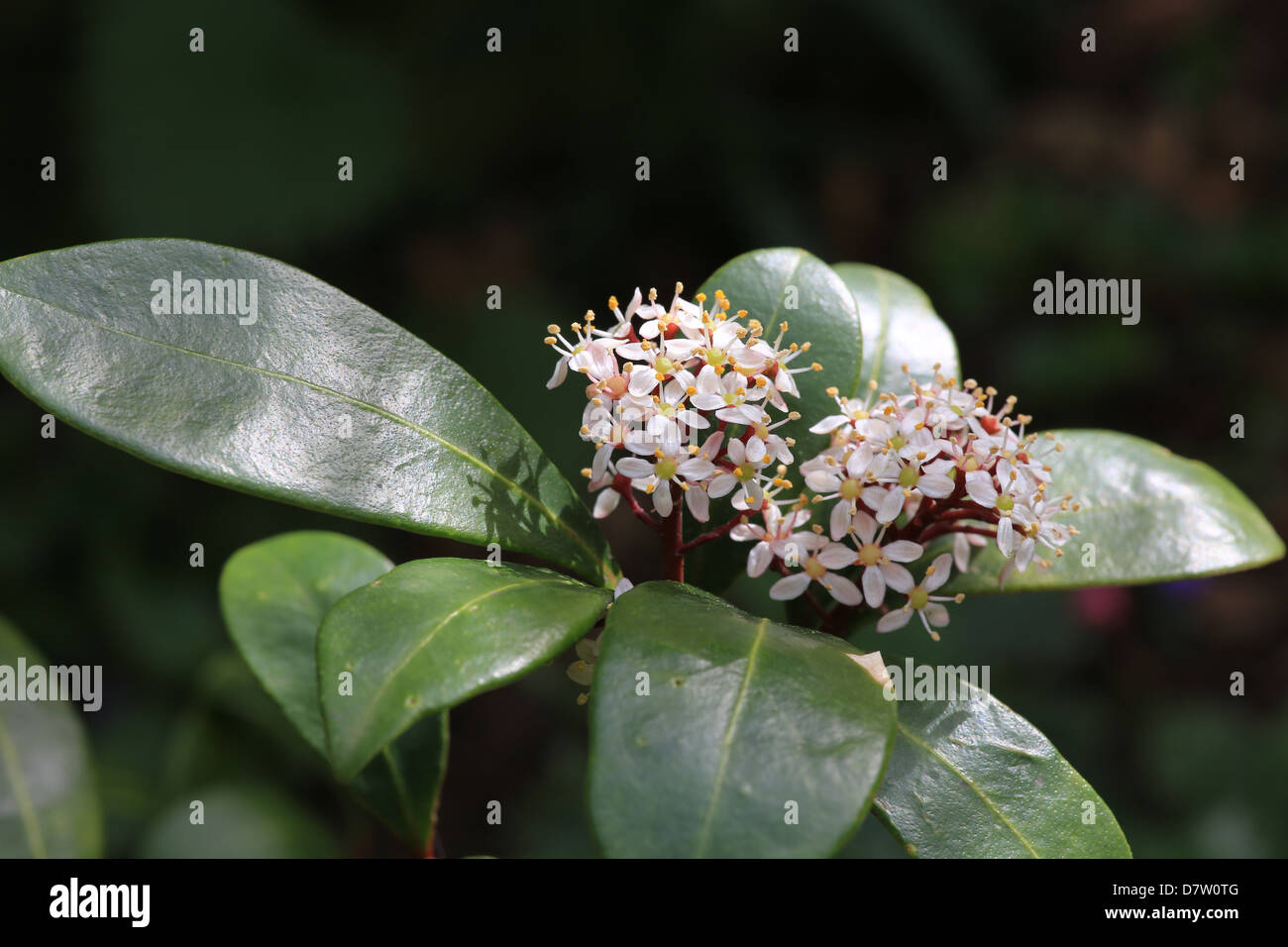 Close-up photo of Skimmia blossom, May 2013 Stock Photo