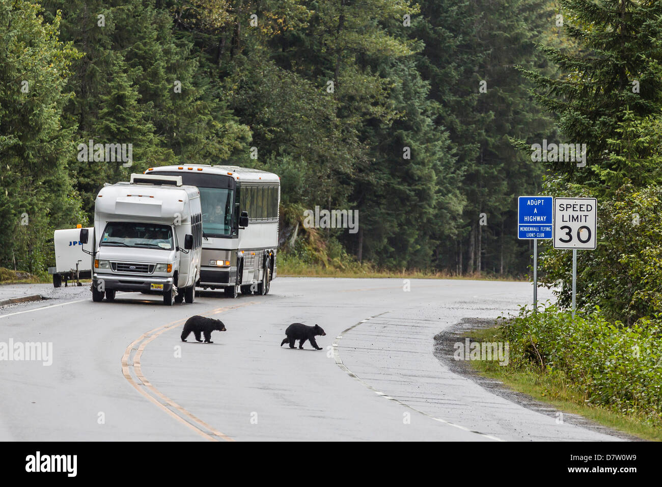 American black bear (Ursus americanus) COY (cubs of year), on the road to Mendenhall Glacier, Southeast Alaska, USA Stock Photo