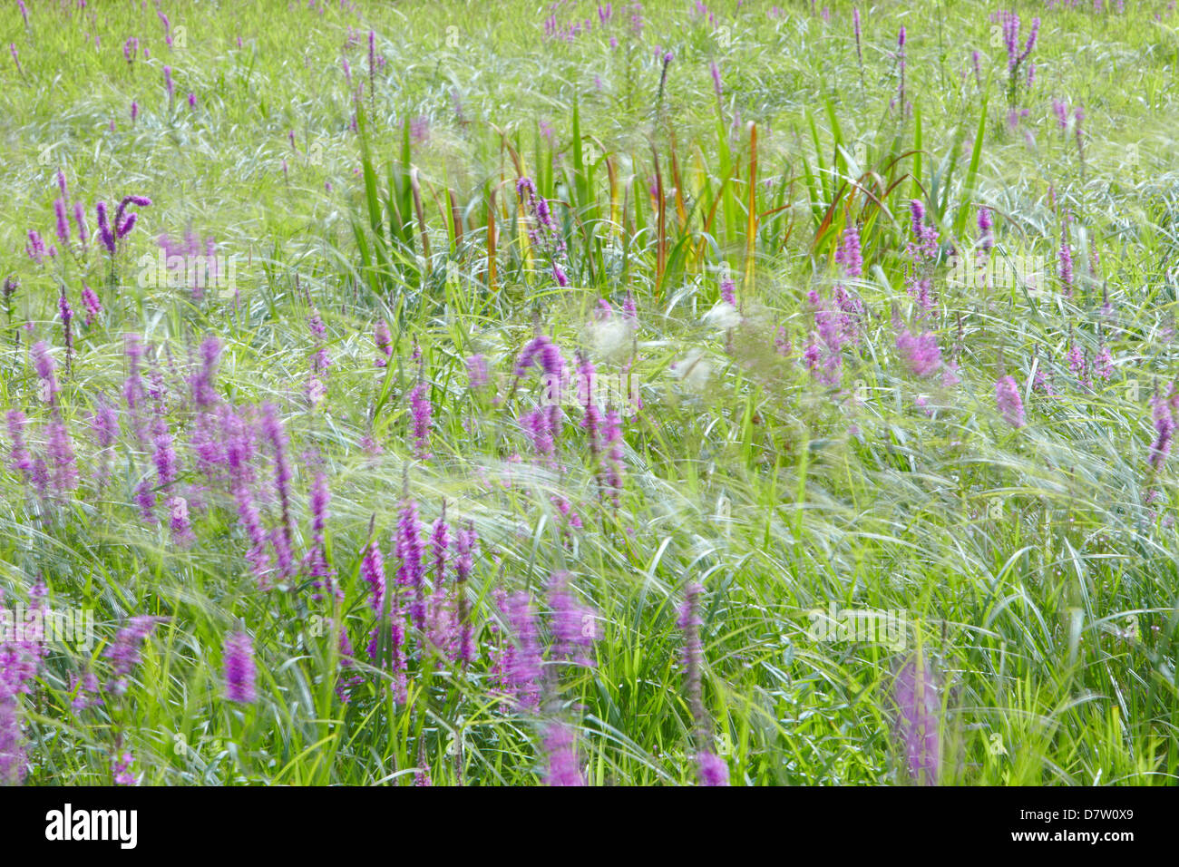 Late summer meadow with purple-loosestrife Stock Photo