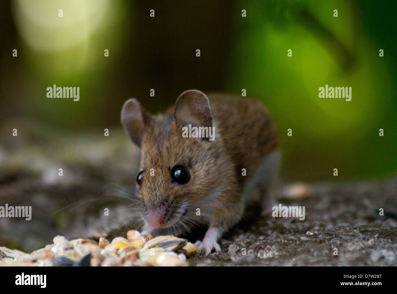 Long-tailed Fieldmouse eating birdseed in a garden. Stock Photo