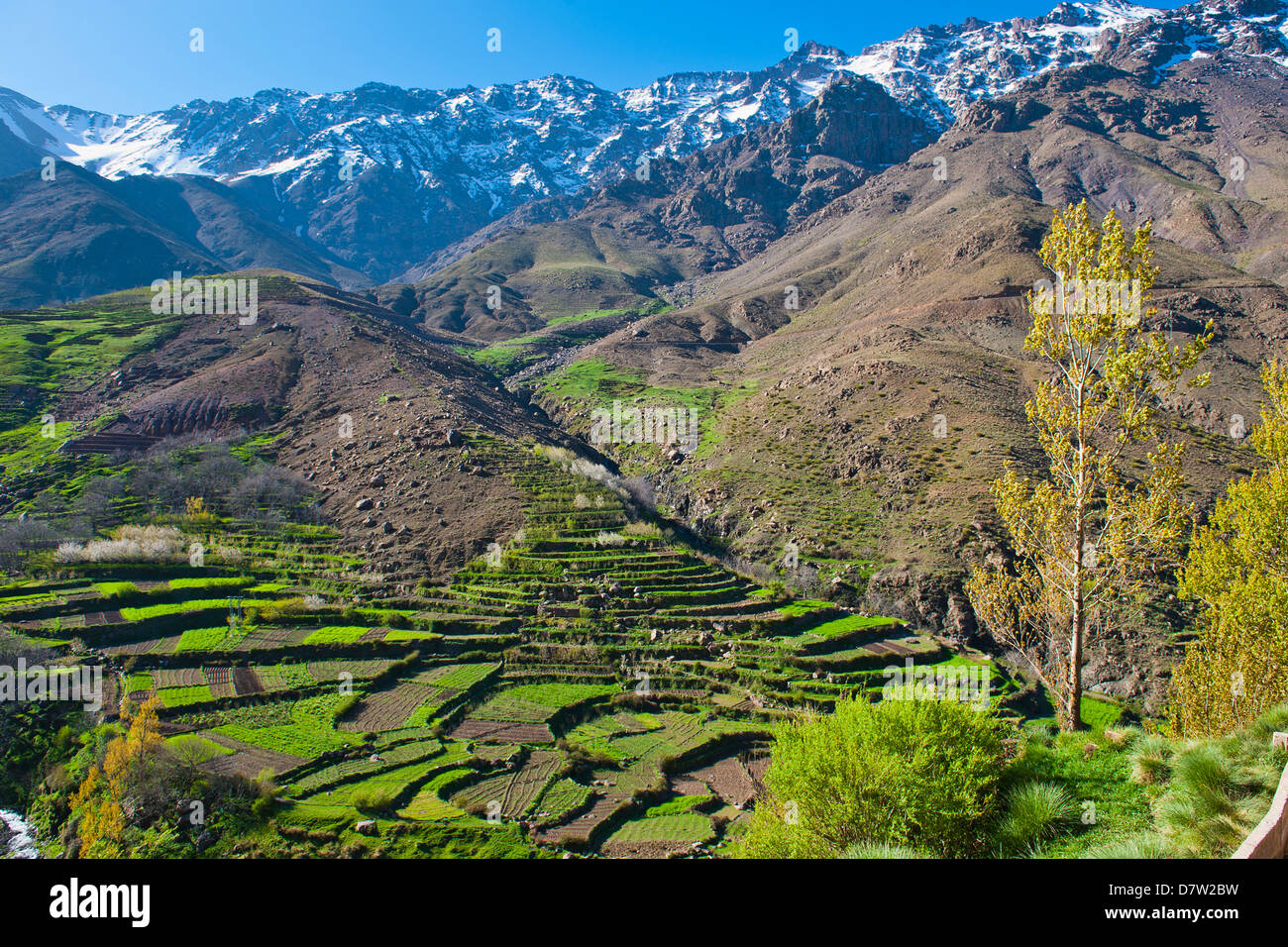 Terraced vegetable fields and farm land belonging to Berber farmers in the High Atlas Mountains, Morocco, North Africa Stock Photo