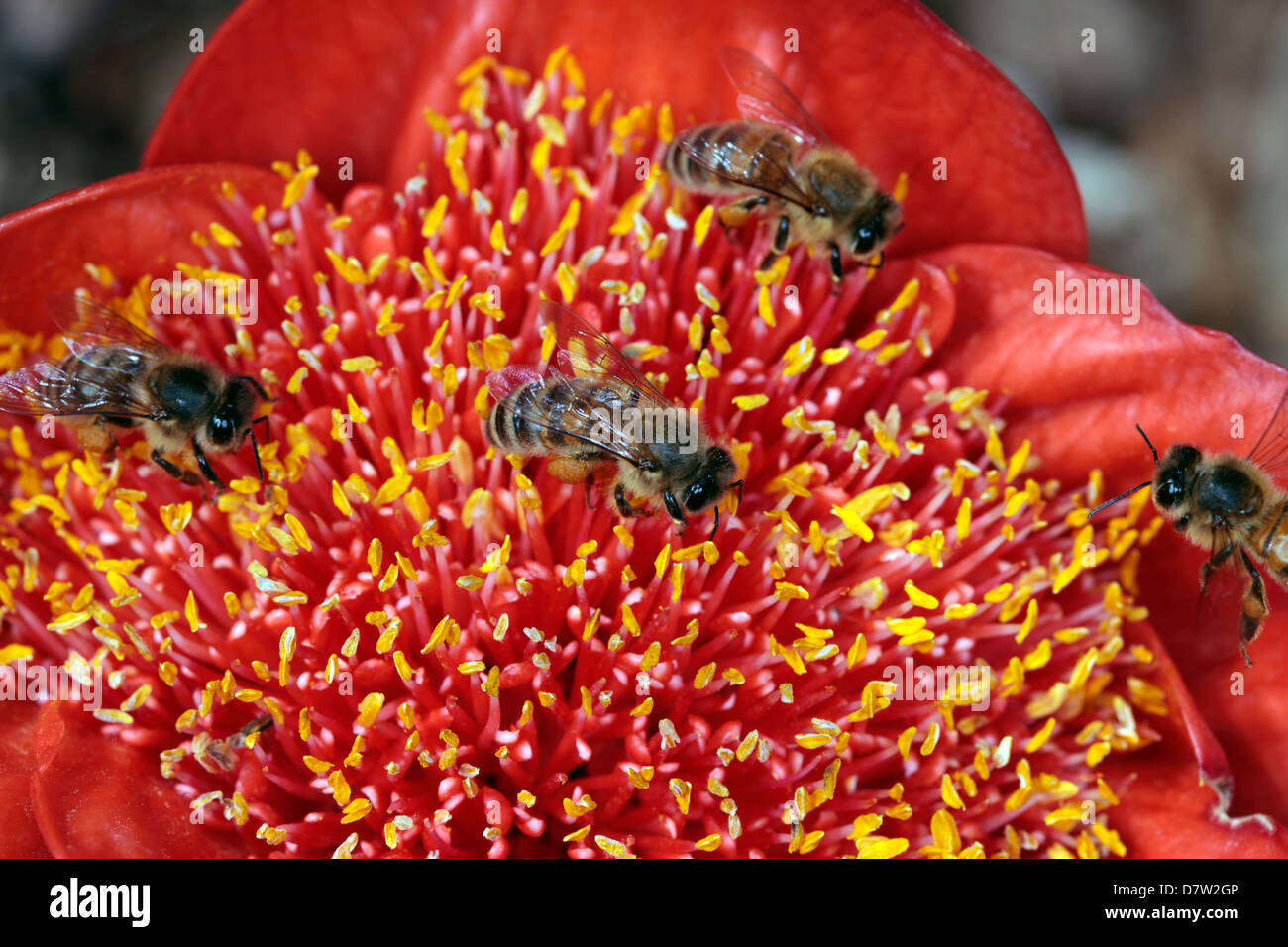 Honey Bees [Apis mellifera -Family Apidae]  collecting pollen from Haemanthus flower- [ Blood Lily - family Amaryllidoideae] Stock Photo