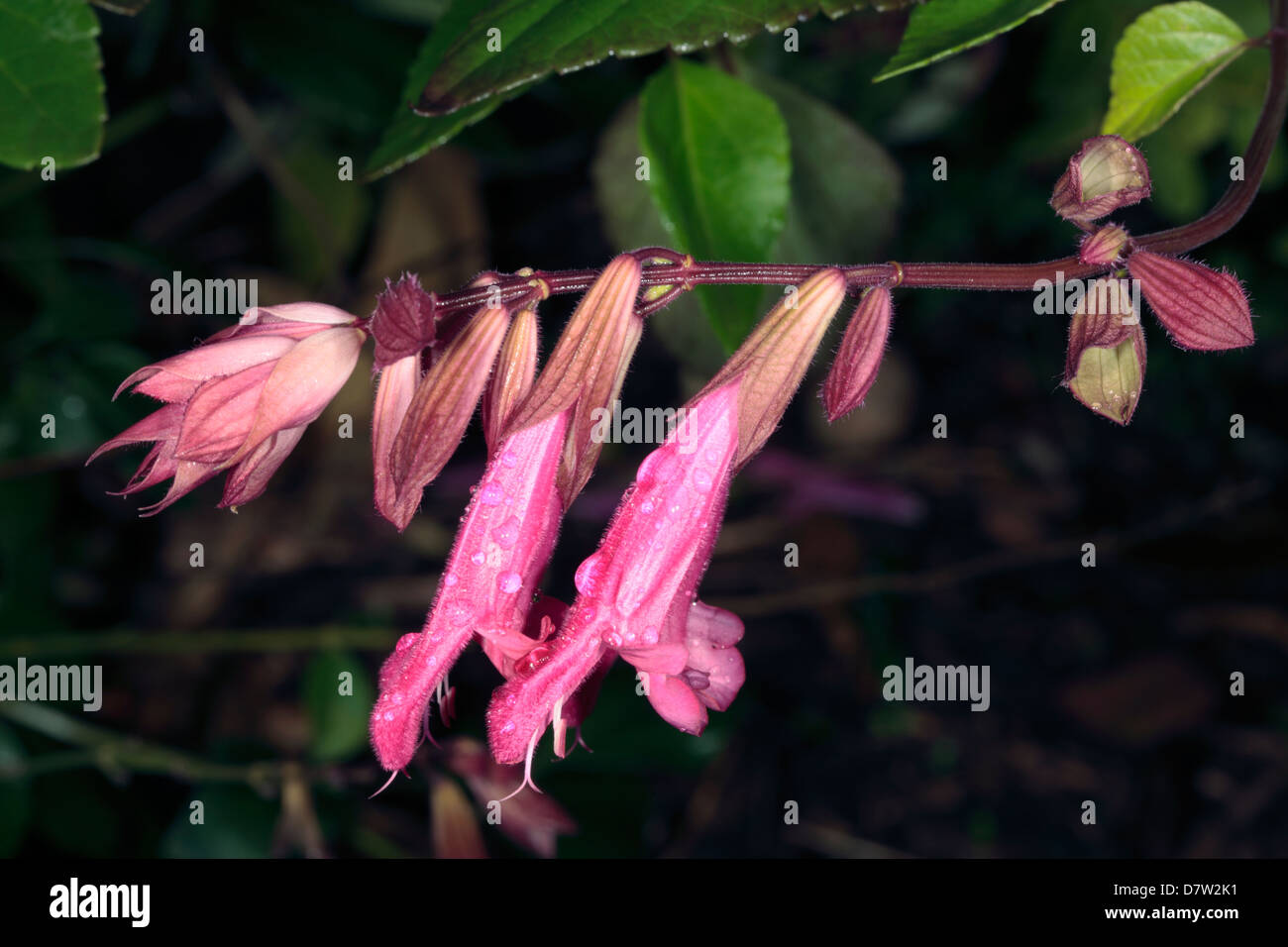 Close-up of flowers of Gravid Salvia/ Gravid Sage- Salvia gravida - Family Lamiaceae Stock Photo