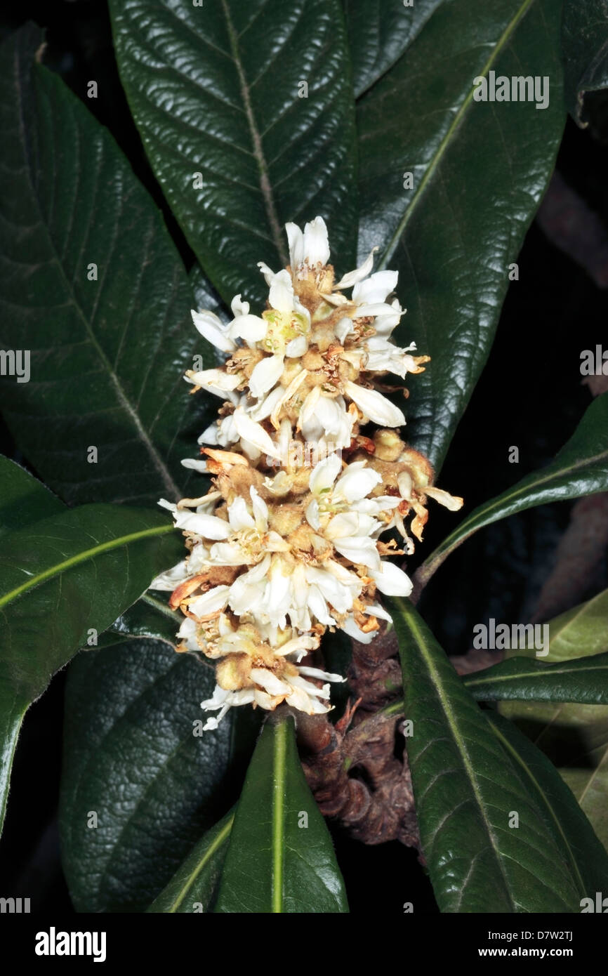 Close-up of Loquat flowers / Japanese Plum / Chinese Plum- Eriobotrya japonica - Family Rosaceae Stock Photo