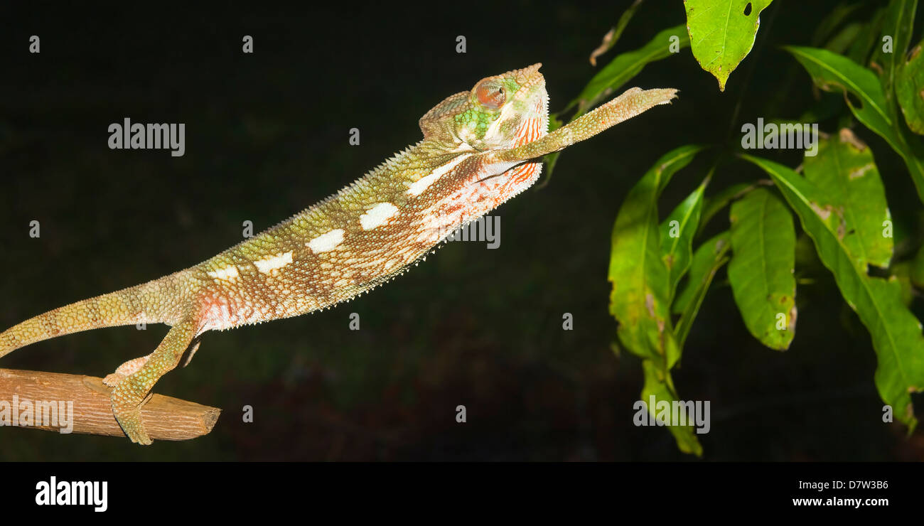 Panther chameleon (Furcifer pardalis), Madagascar Stock Photo