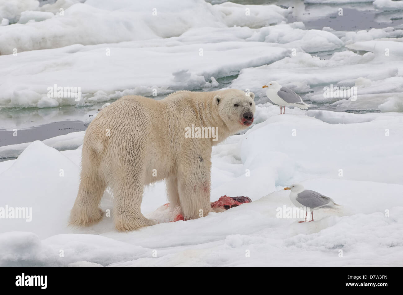 Male polar bear (Ursus maritimus) with a seal prey, Svalbard Archipelago, Barents Sea, Norway, Scandinavia Stock Photo