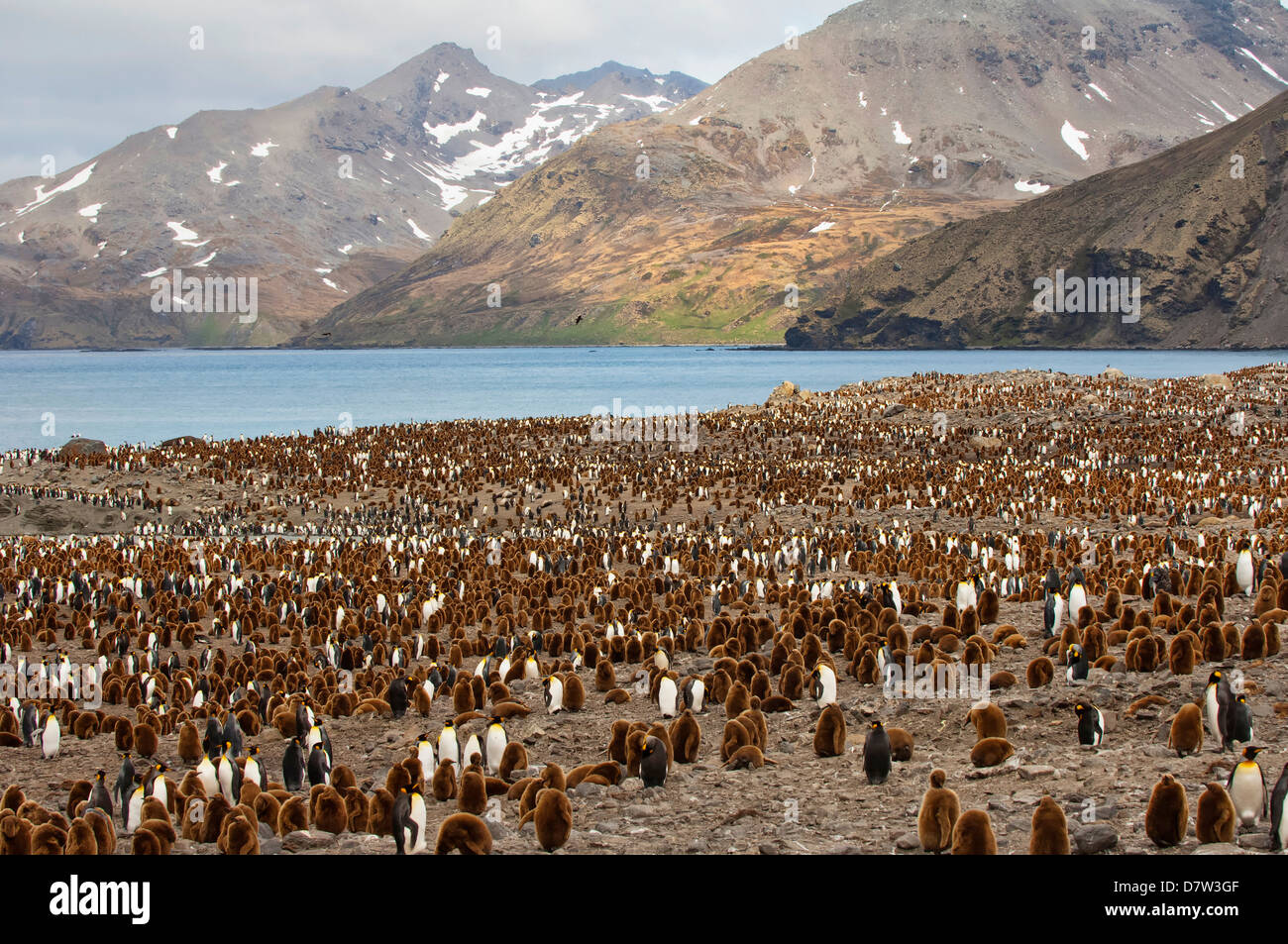 King penguin (Aptenodytes patagonicus) colony, St. Andrews Bay, South Georgia Island Stock Photo