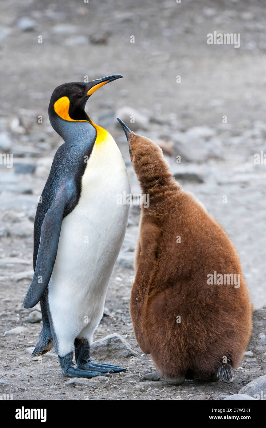 King penguin feeding a chick (Aptenodytes patagonicus), St. Andrews Bay, South Georgia Island Stock Photo