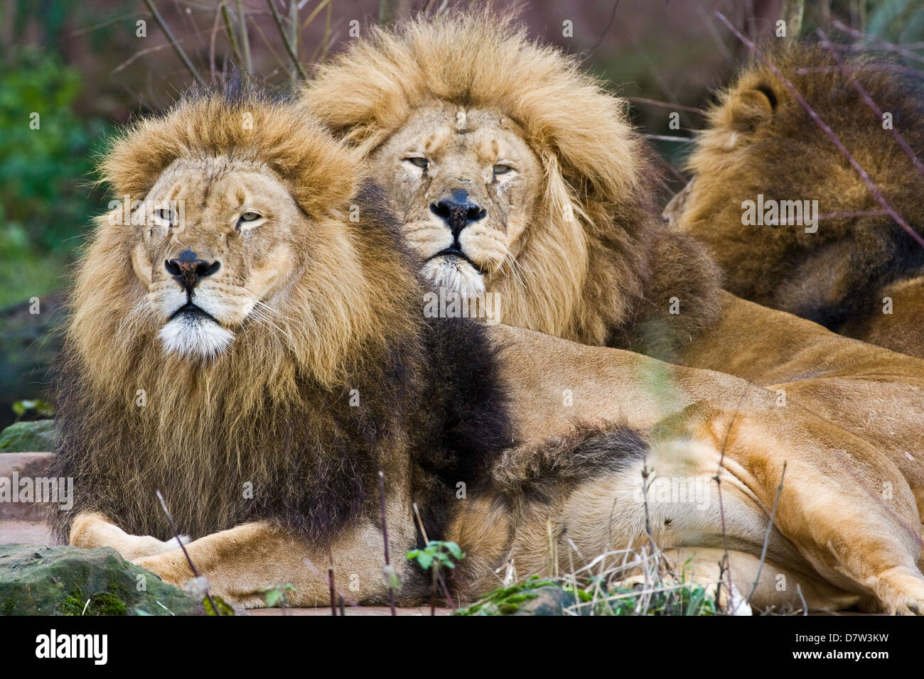 lying lions Stock Photo