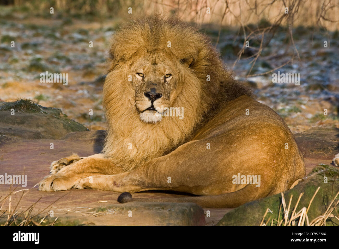 Lion stone adult male hi-res stock photography and images - Alamy