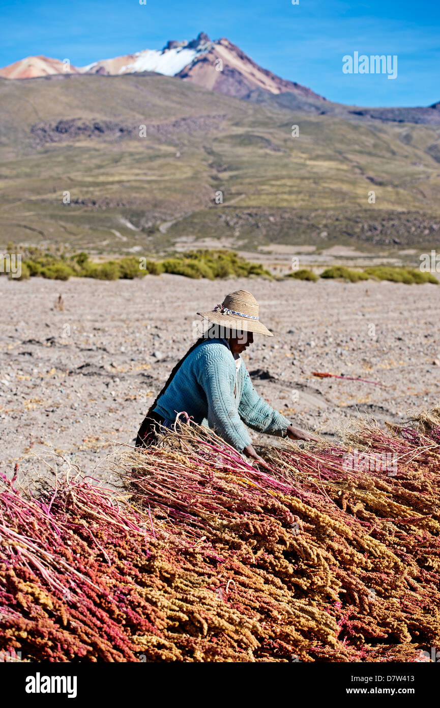 Farming quinoa, a super food, on the Bolivian Altiplano, Bolivia, South America Stock Photo