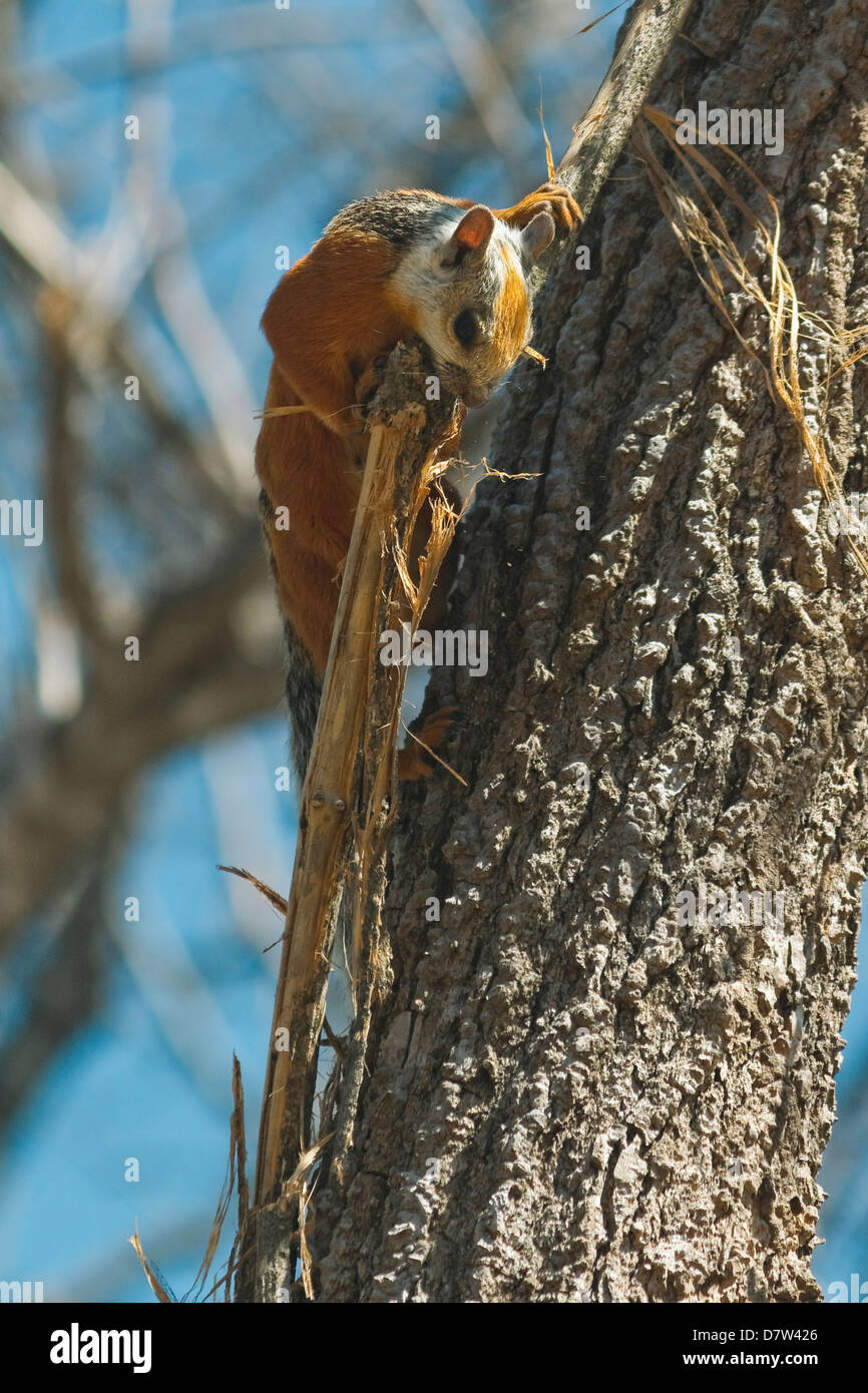 Variegated Squirrel gathering nest material in tree, Nosara, Nicoya