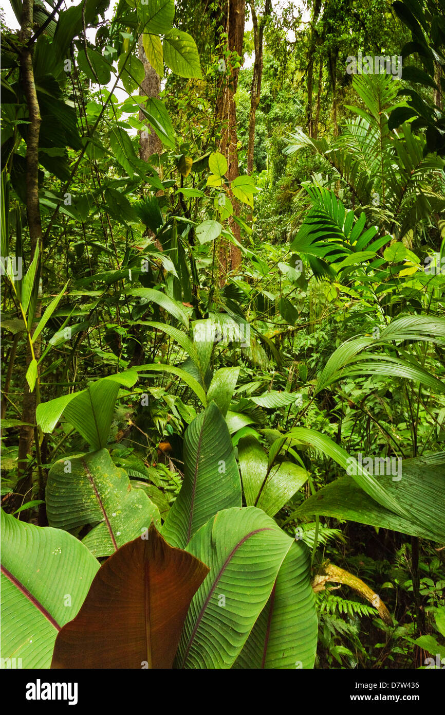 Jungle at Arenal Hanging Bridges where rainforest canopy is accessible via walkways, La Fortuna, Alajuela Province, Costa Rica Stock Photo