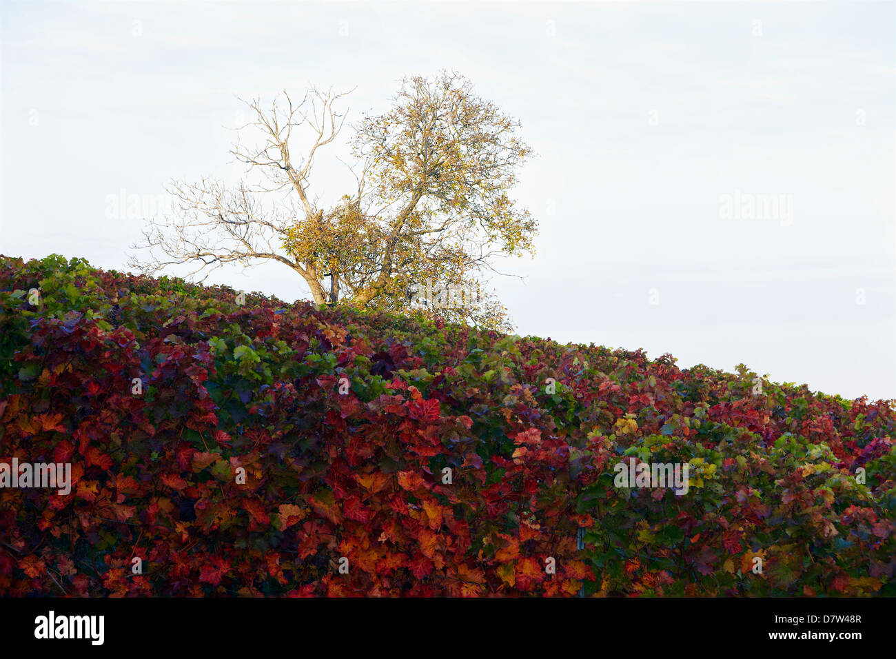 Fall in the vineyard Stock Photo