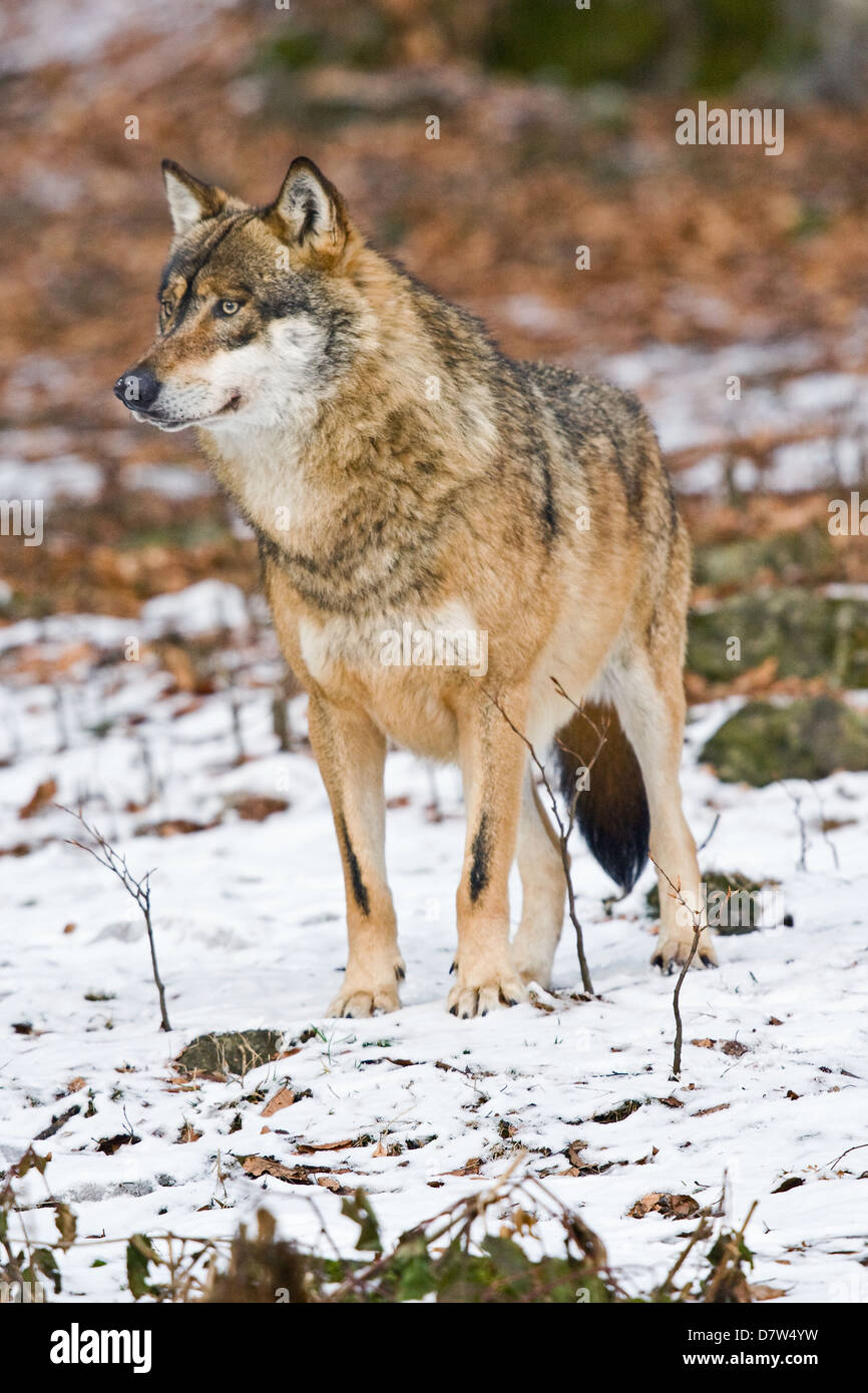 greywolf Stock Photo - Alamy
