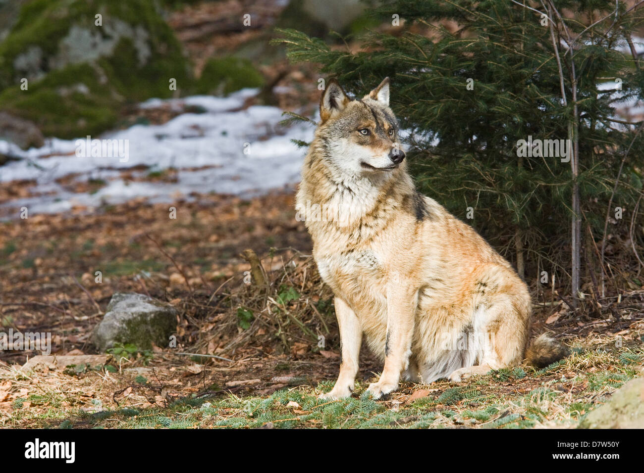 greywolf Stock Photo - Alamy