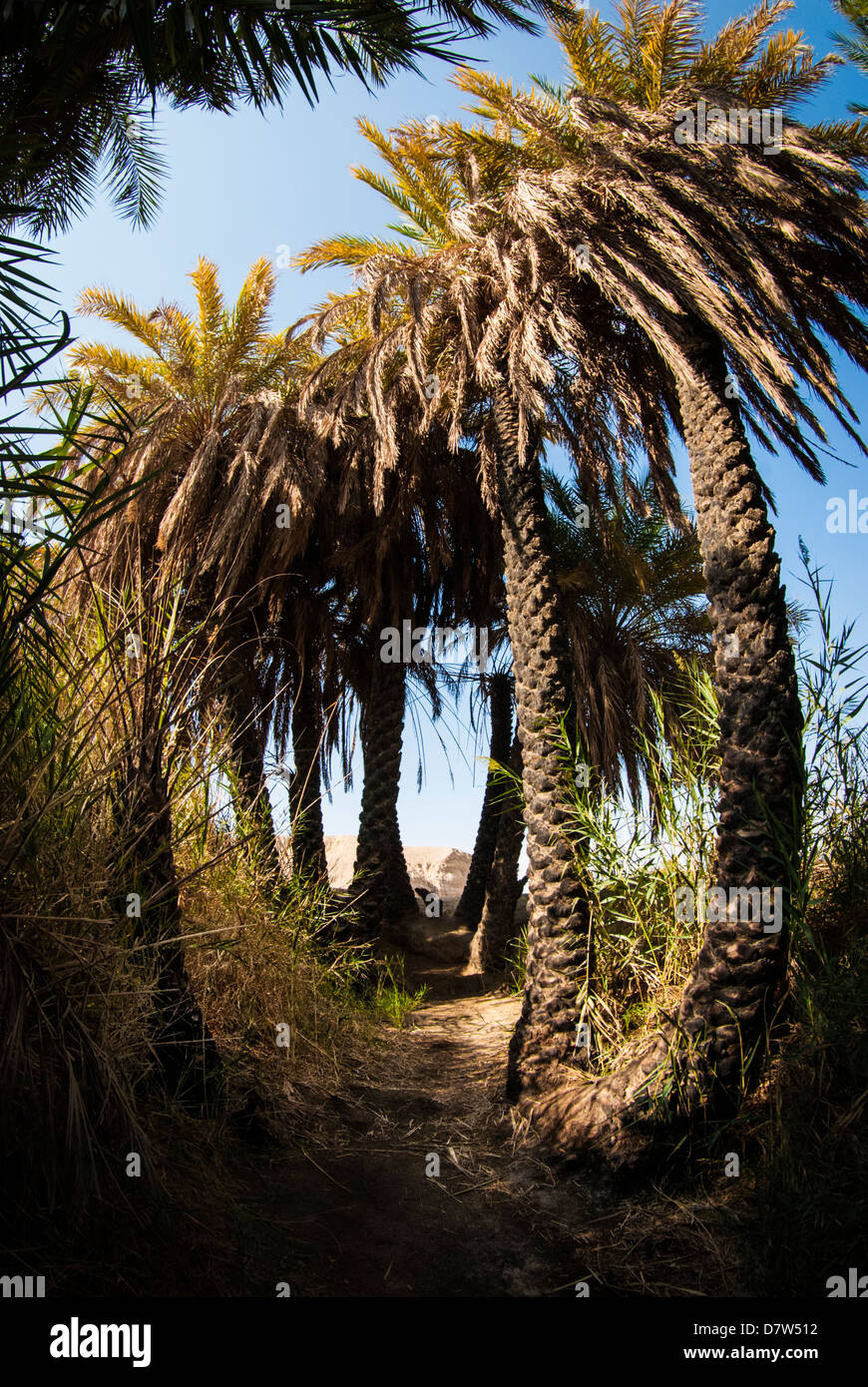Palm trees in desert landscape hires stock photography and images Alamy