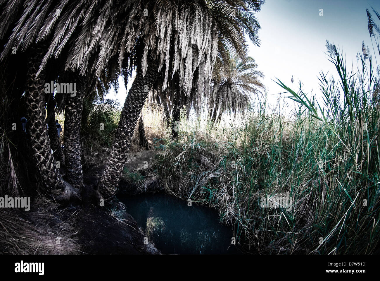 Palm trees grow in a desert Oasis Stock Photo Alamy