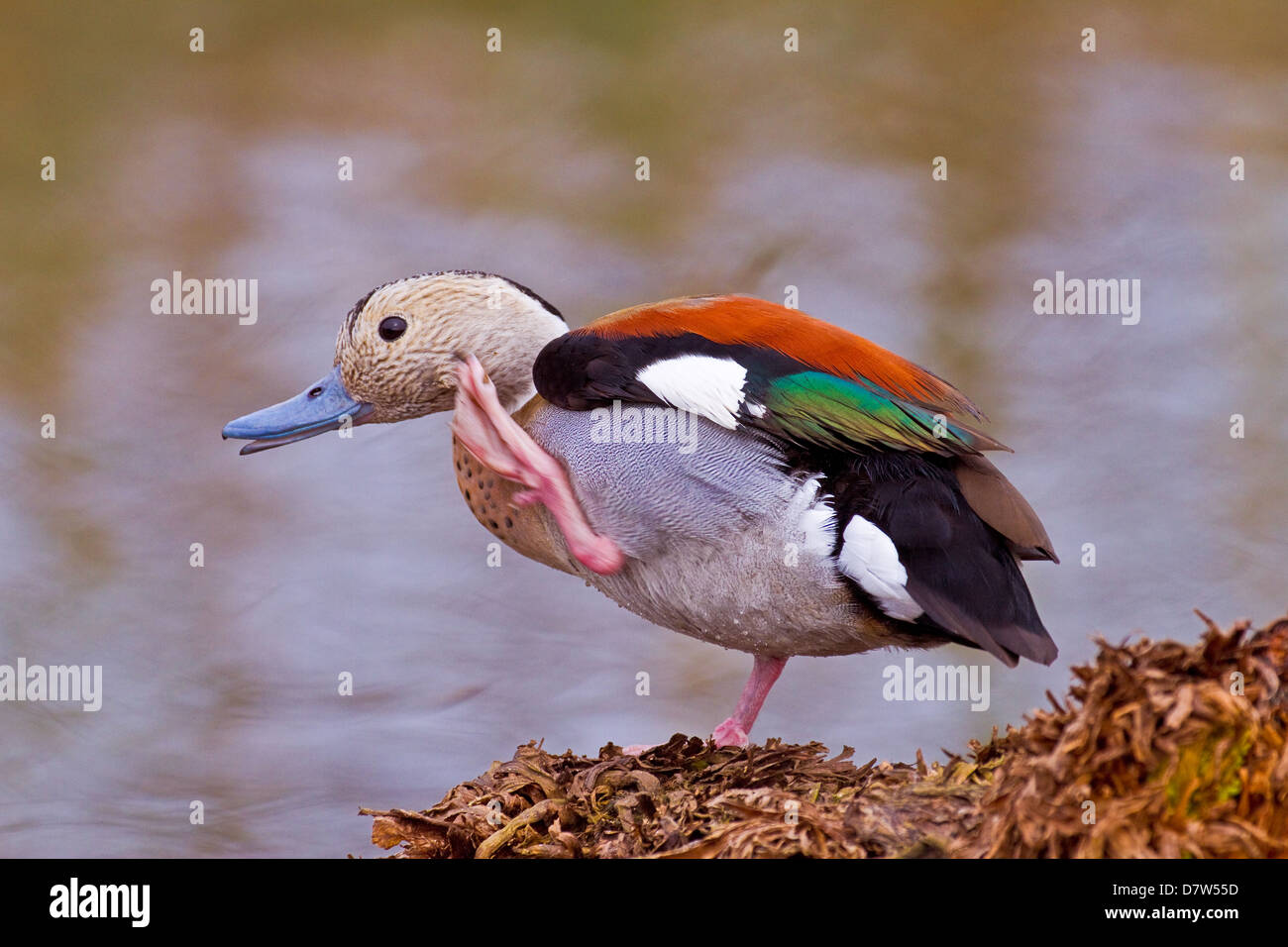 Male Ringed Teal Stock Photo
